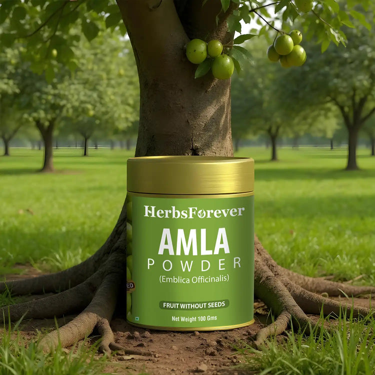 Herbsforever Amla Powder | Phyllanthus Emblica, Vitamin C & Antioxidants, Supports Healthy Immunity, Non-GMO, Vegan, 100 GMS | Natural Superfood for Daily Wellness