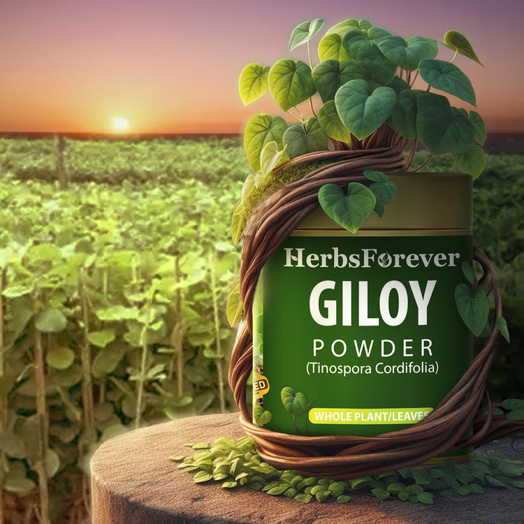 HerbsForever - Giloy Powder (Guduchi powder) – Tinospora cordifolia - Non-GMO - Vegan – 100 Gm - Pack size.
