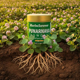 HerbsForever Punarnava Powder | Boerhaavia Diffusa | Ayurvedic Herbal Supplement | Supports Overall Wellness | Non-GMO, Vegan | 100 GMS