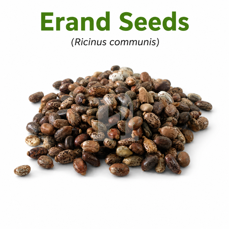 Erand Seeds